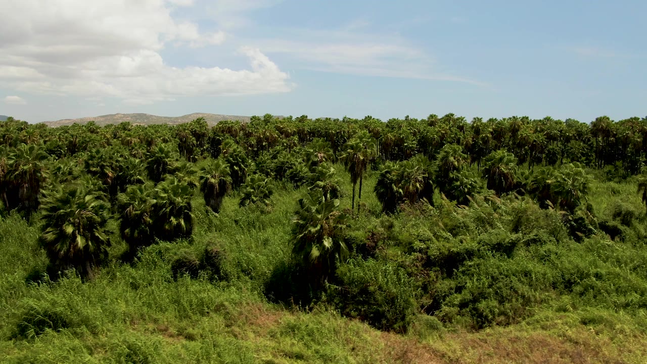 Aerial frame from San Jose del Cabo showing palm rows and thick green undergrowth, with low hills beyond the plantation and no visible people.