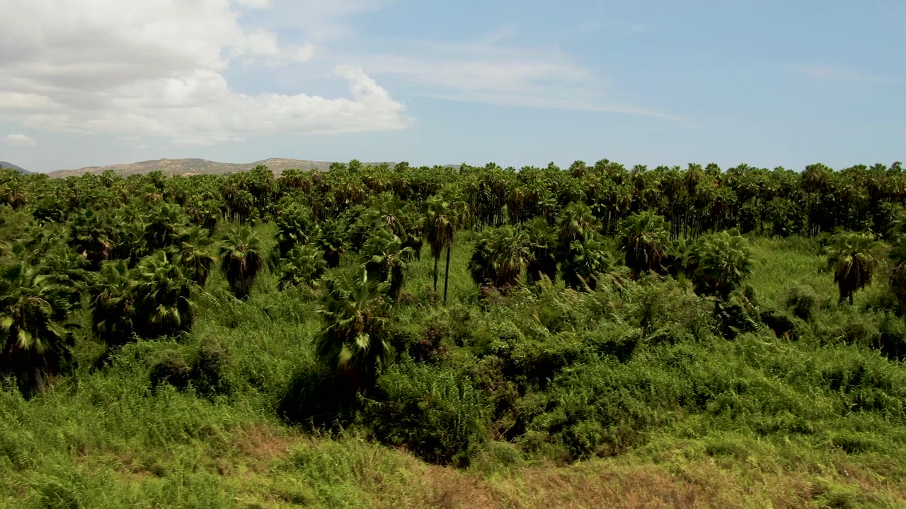 Aerial view over the San Jose del Cabo palm grove, where darker palms stand above lighter green vegetation below a partly cloudy sky, with no visible people.