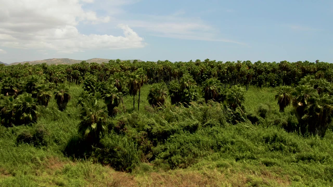 Later aerial frame in San Jose del Cabo showing a wide plantation canopy, foreground scrub, distant brown hills, and no visible people.