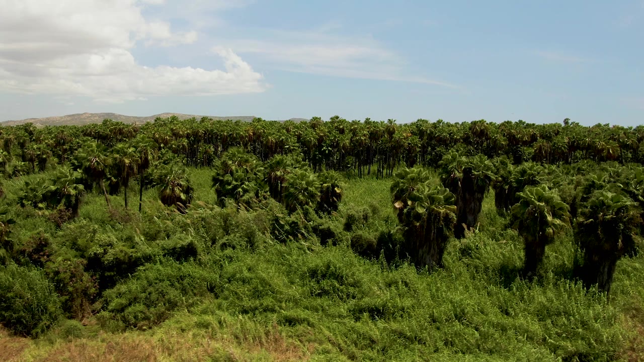 Wide elevated view of palm trees and dense green vegetation in San Jose del Cabo, with low hills on the horizon and no visible people.
