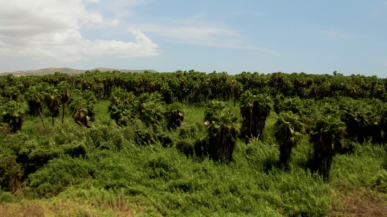 Palm trees spread across a lush green field in San Jose del Cabo, with the horizon line held steady and no visible people.