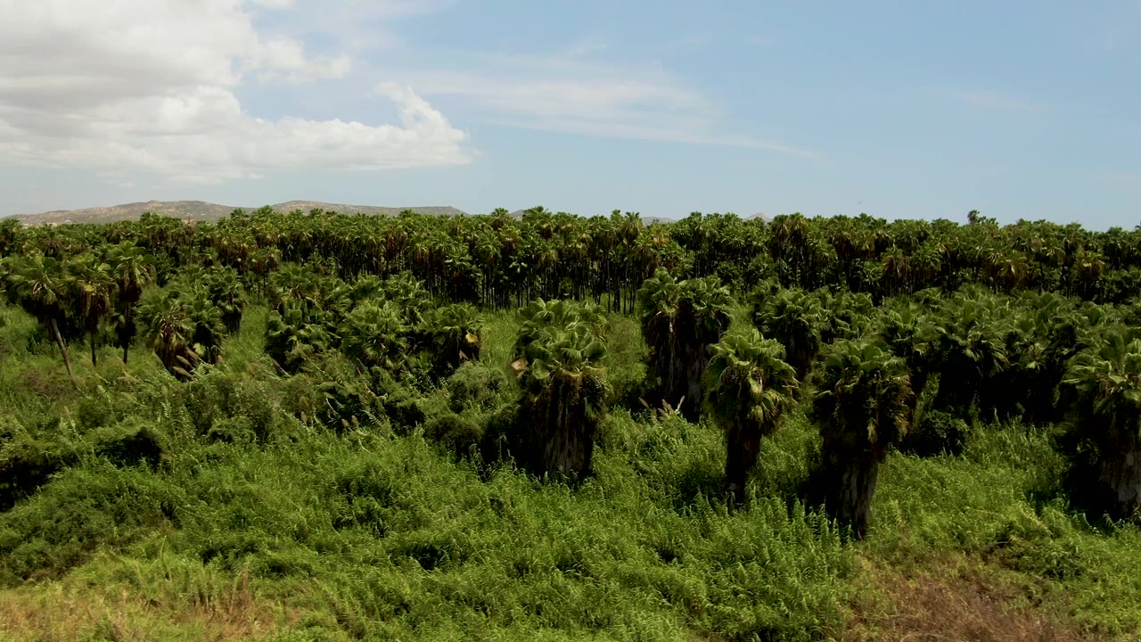 Dense palm crowns and green undergrowth fill the frame in San Jose del Cabo, with pale clouds above and no visible people.