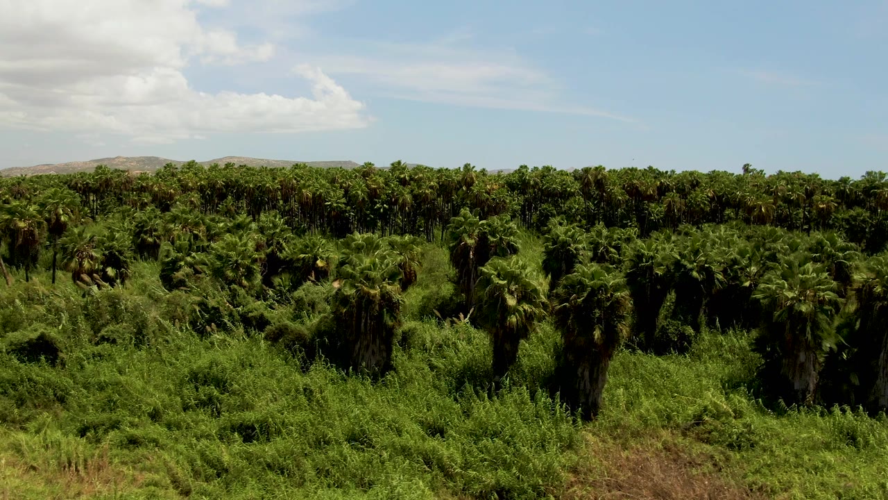 Wide green palm field with cloudy sky and low hills in the distance.
