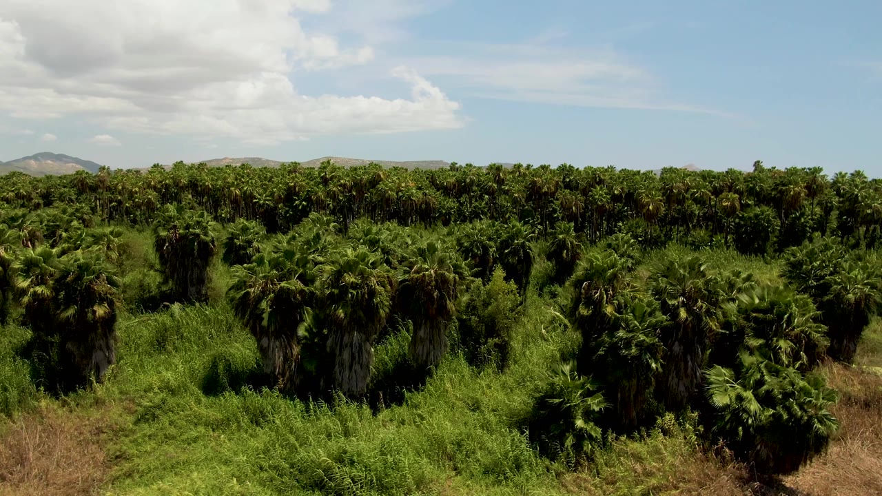 Opening aerial view of a palm tree plantation in San Jose del Cabo, Mexico, with dense green rows, dry foreground brush, distant hills, partly cloudy sky, and no visible people.