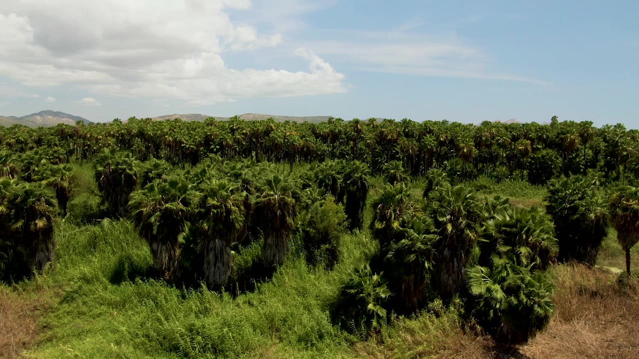 Second-frame aerial view in San Jose del Cabo, Mexico, showing palm rows spread across the field, a darker green canopy band, low hills, cloud cover at left, and no visible people.