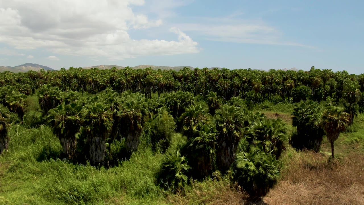 Aerial plantation frame from San Jose del Cabo, Mexico, with clustered palms in the foreground, lighter green ground growth through the center, dry brush at right, hills, and no visible people.