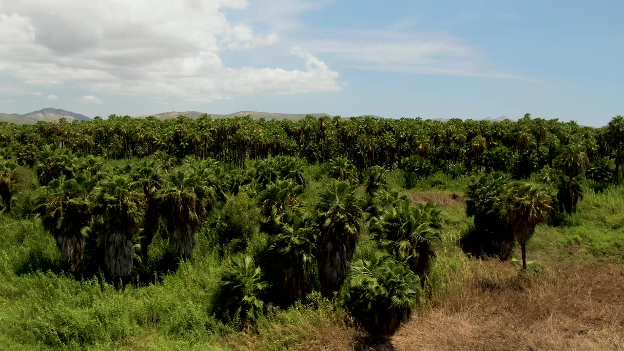 Mid-clip aerial view in San Jose del Cabo, Mexico, with the plantation line running across the horizon, several taller palms in front, dry tan vegetation below, and no visible people.