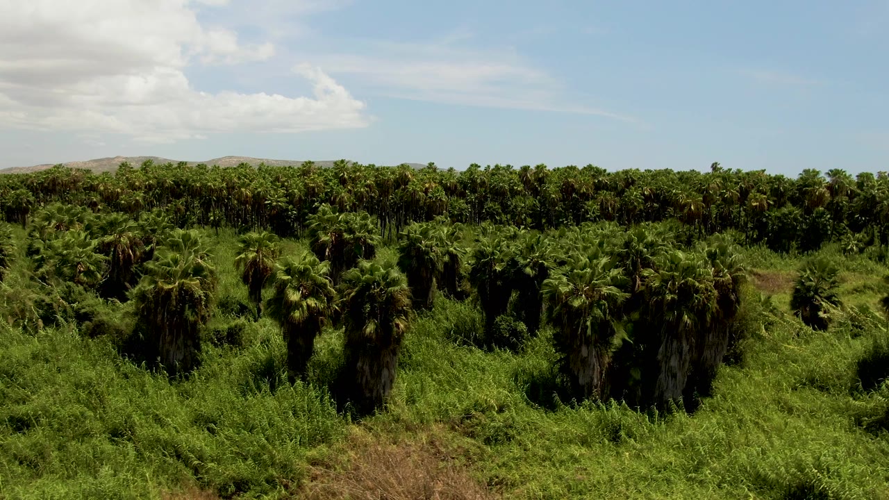 Opening aerial frame over a dense palm plantation in San Jose del Cabo, Mexico, with green rows, distant low hills, blue sky, and no visible people.