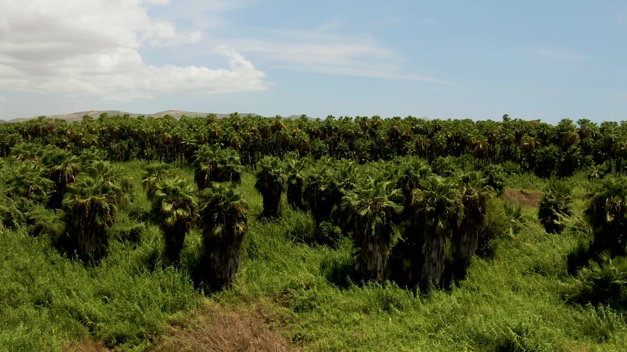 Second aerial frame of the San Jose del Cabo palm plantation, showing dense palms across the midground, grassy foreground patches, low hills, and no visible people.