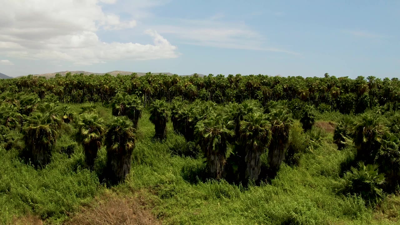 Third frame from the elevated view over San Jose del Cabo farmland, with palms stretching across the frame, a broad sky, white cloud cover at left, and no visible people.