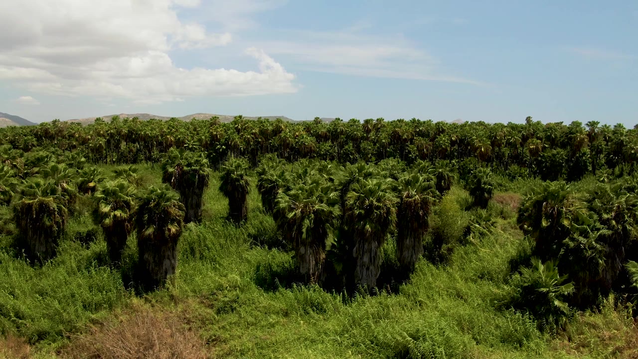 Aerial plantation view with palms, grass, hills, and clouds