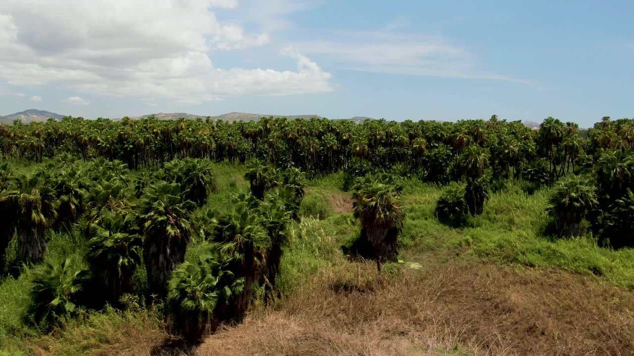 Opening aerial frame over a palm plantation in San Jose del Cabo, Baja California Sur, with dry brush in the foreground, low hills on the horizon, and no visible people.