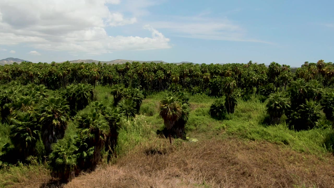 Aerial plantation view in San Jose del Cabo with palms filling the midground, a central foreground palm, dry grass below, and no visible people.