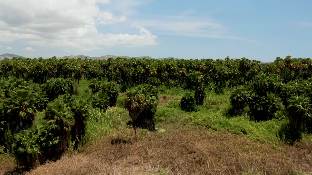 A later aerial frame over the San Jose del Cabo palm plantation, showing thick palm canopy across the horizon, open blue sky, white clouds, and no visible people.