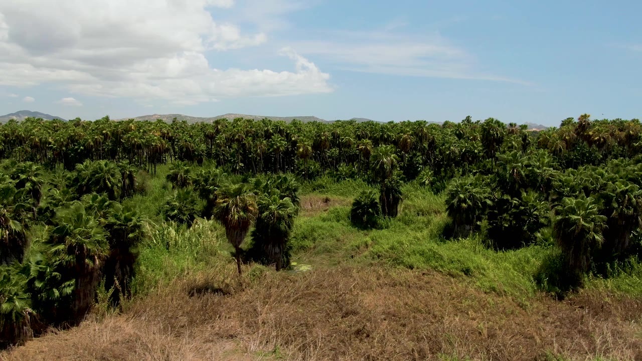 Aerial plantation view with palms, green ground cover, dry brush, and distant hills.