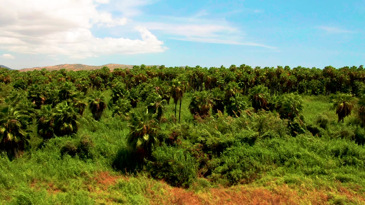 Opening frame over an oil palm plantation in San Jose del Cabo, Baja California Sur, with dense green fronds, red soil at the bottom edge, distant hills, and no visible people.