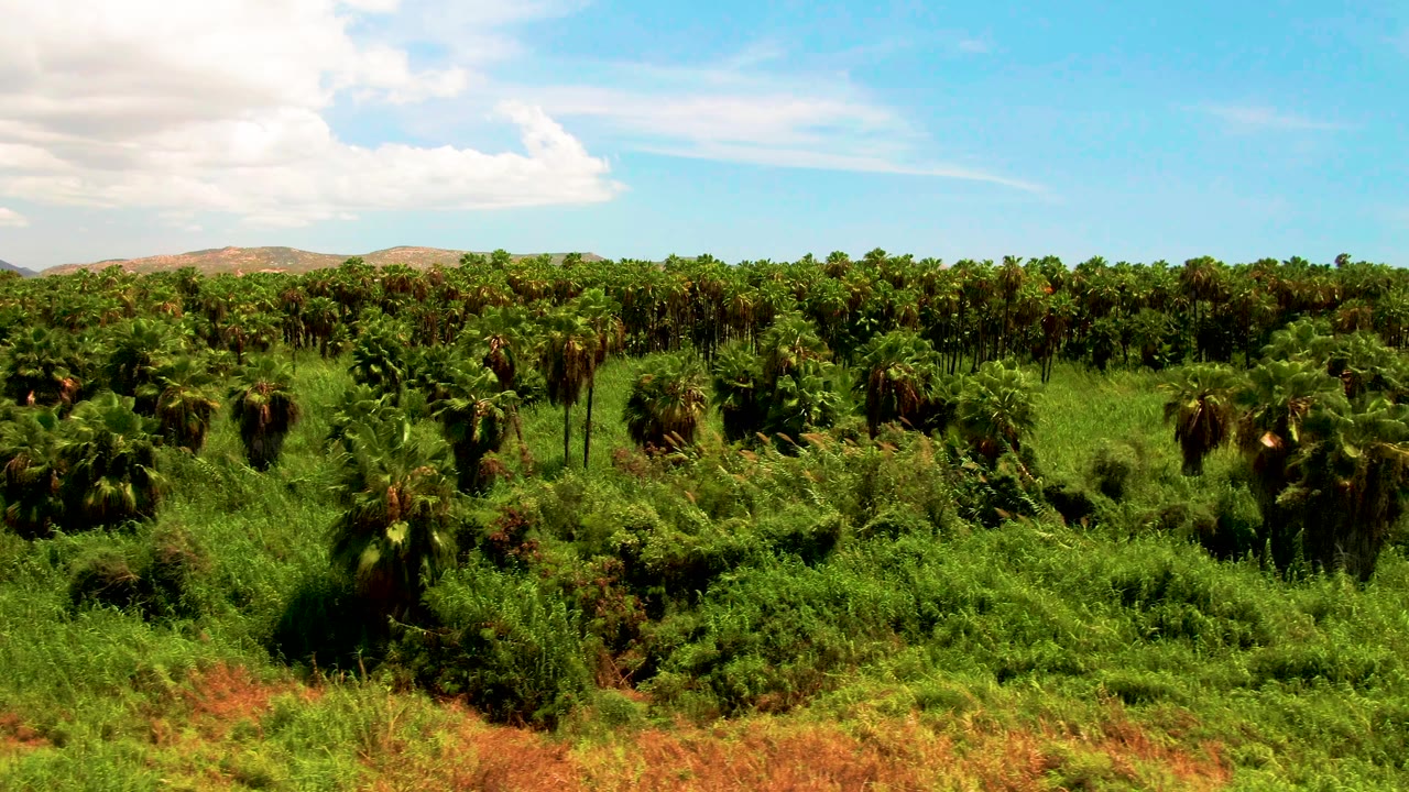 Dense rows of palm trees and green brush with hills behind them.