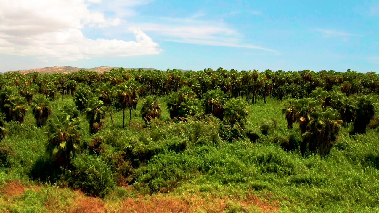 Third frame in San Jose del Cabo, Baja California Sur, where the oil palm canopy stretches across the frame below a blue sky, with a large cloud mass at left and no visible people.