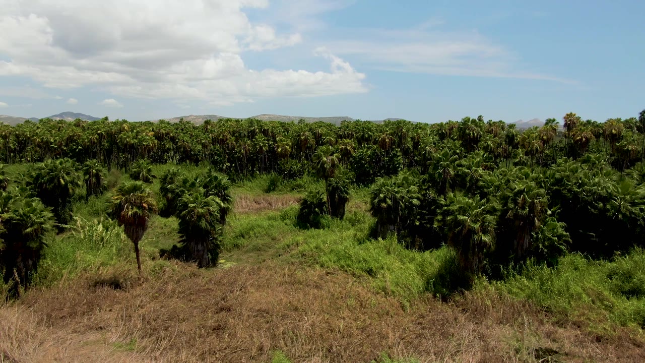 Opening frame of a San Jose del Cabo palm plantation with dry grass in front, dense green palm rows across the middle, distant hills, scattered clouds, and no visible people.