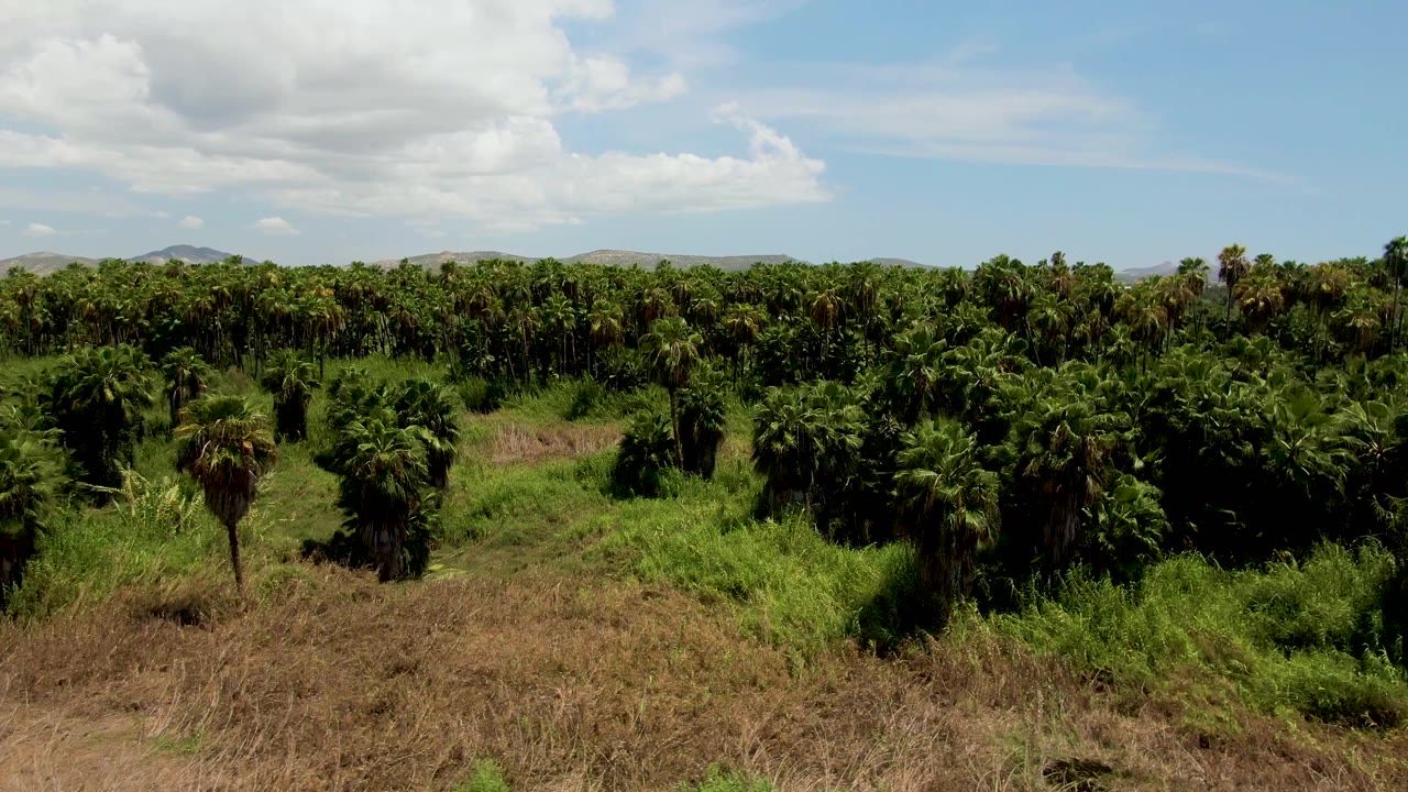 Early frame of the San Jose del Cabo field showing a broad band of palms, tan dry grass at the bottom edge, low hills on the horizon, bright clouds, and no visible people.