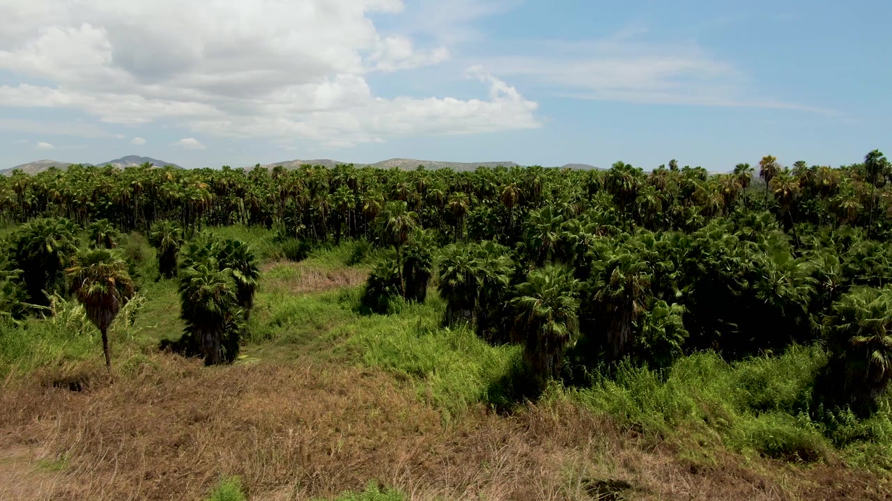 San Jose del Cabo palm field frame with a taller individual palm standing near the lower center, dense green rows behind it, dry grass below, clouds above, and no visible people.