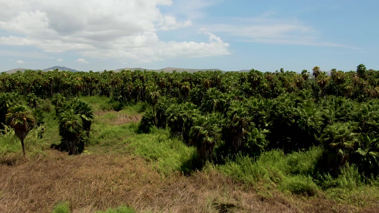 Mid-clip frame over the San Jose del Cabo palm rows, with dry grass occupying the lower foreground, darker green vegetation in the center, distant hills, cloud cover, and no visible people.