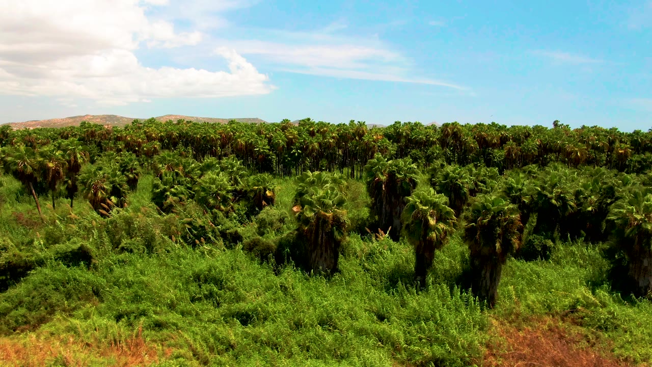 Opening aerial frame over a dense palm plantation in San Jose del Cabo, Baja California Sur, with reddish foreground grass, distant low hills, scattered clouds, and no visible people.