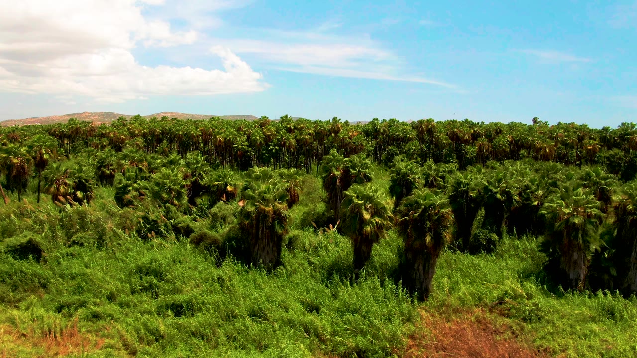 Wide elevated view of palm trees and thick green vegetation in San Jose del Cabo, with the horizon held low beneath bright blue sky and no visible people.