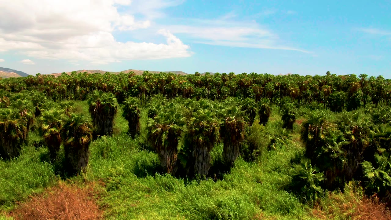 Opening aerial frame of a palm tree plantation in San Jose del Cabo, Mexico, with dense green rows, dry brown brush at the bottom edge, distant hills, and no visible people.