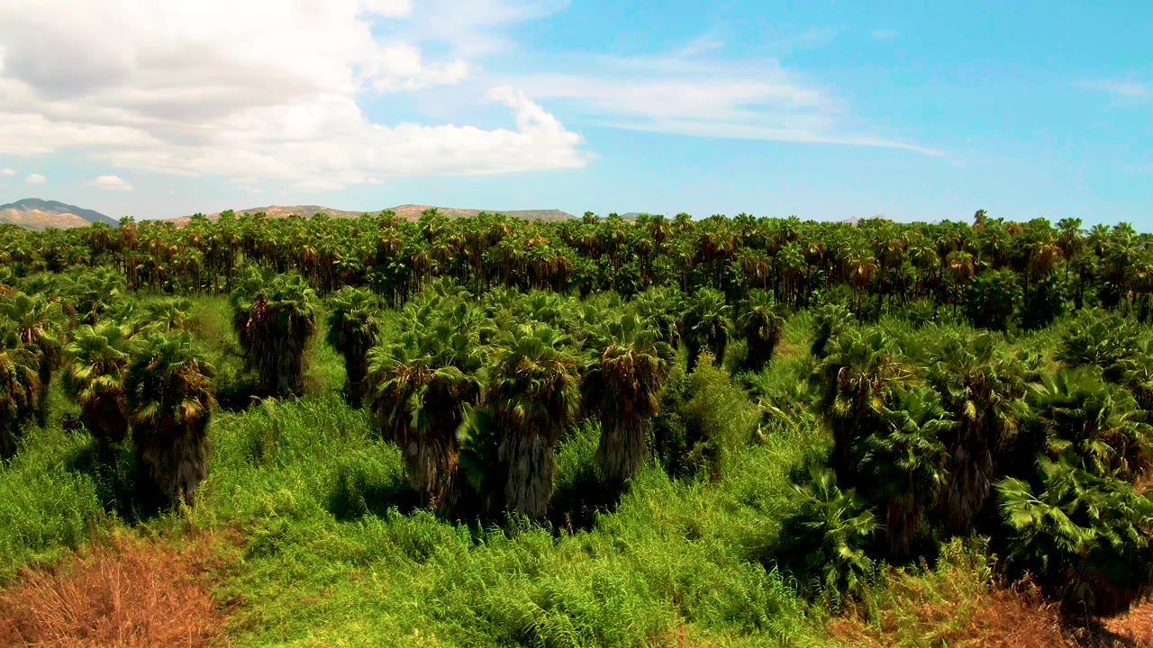 Early drone frame over the San Jose del Cabo palm plantation, showing thick palm rows across the midground, a brown foreground patch, low hills on the horizon, and no visible people.