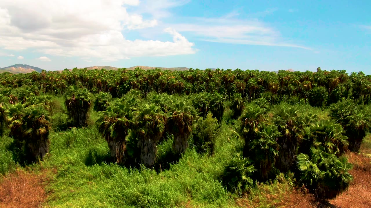 Aerial frame from the San Jose del Cabo plantation with palm crowns filling the lower frame, a continuous green tree line in back, pale hills beyond, and no visible people.