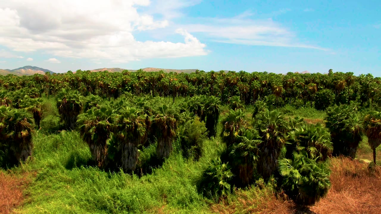 Aerial view across palm trees and green vegetation with dry brush in front and hills beyond.
