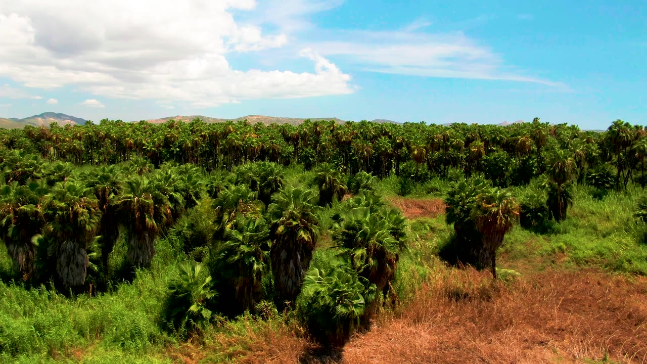 Aerial view of palm rows in San Jose del Cabo, Baja California Sur, with dry brown brush in the foreground, distant low mountains, scattered clouds, and no visible people.