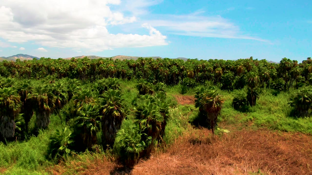 Palm plantation rows with green vegetation and brown ground patches.