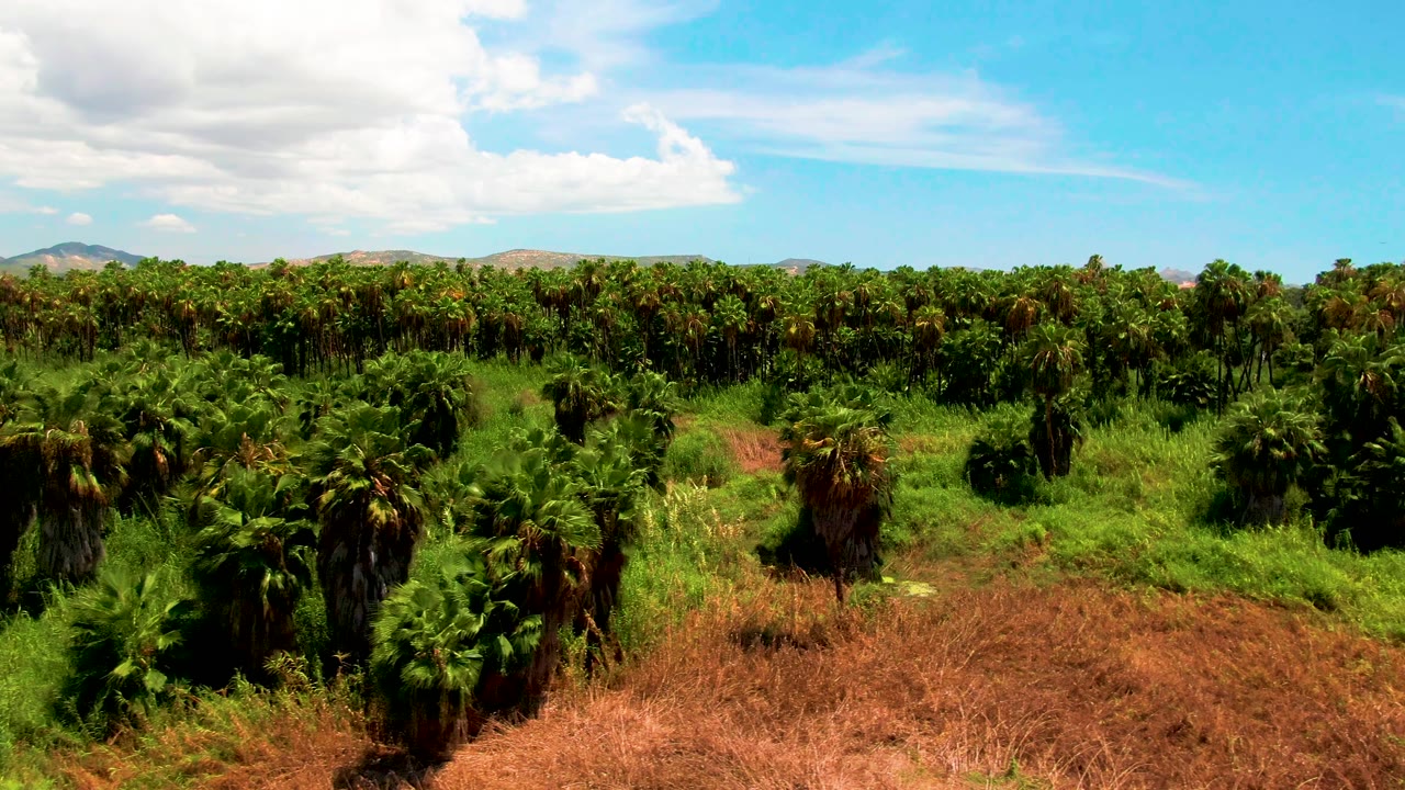 Wide aerial view of the palm plantation in San Jose del Cabo, Baja California Sur, with a continuous tree line, low mountains, bright sky, and no visible people.
