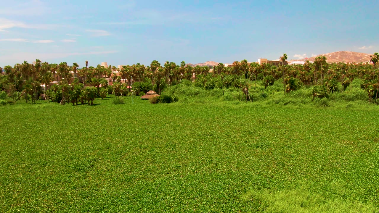 Green crops fill the foreground in San Jose del Cabo while a palm-lined tree band and a small structure sit below distant tan hills, with no visible people.