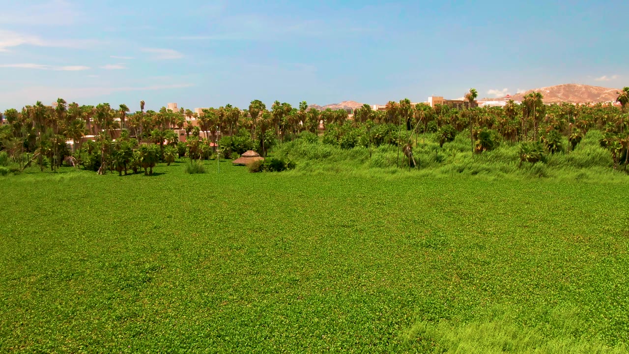 A broad agricultural field in San Jose del Cabo sits beneath a clear sky, with textured green crops in front, palms in the midground, and low hills behind them, with no visible people.