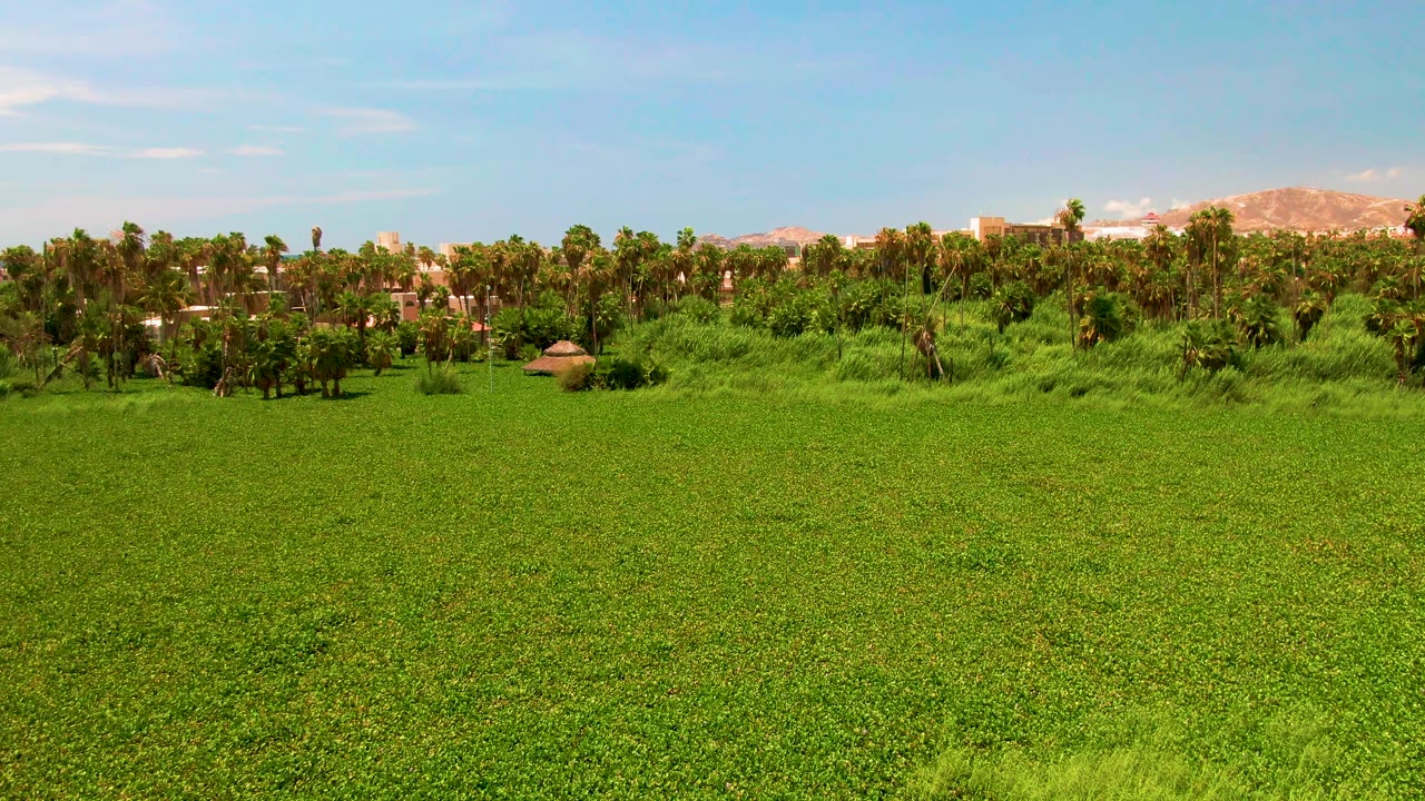Bright green field vegetation spreads across the frame in San Jose del Cabo, with a palm grove, a small thatched-looking structure, tan hills, and no visible people.