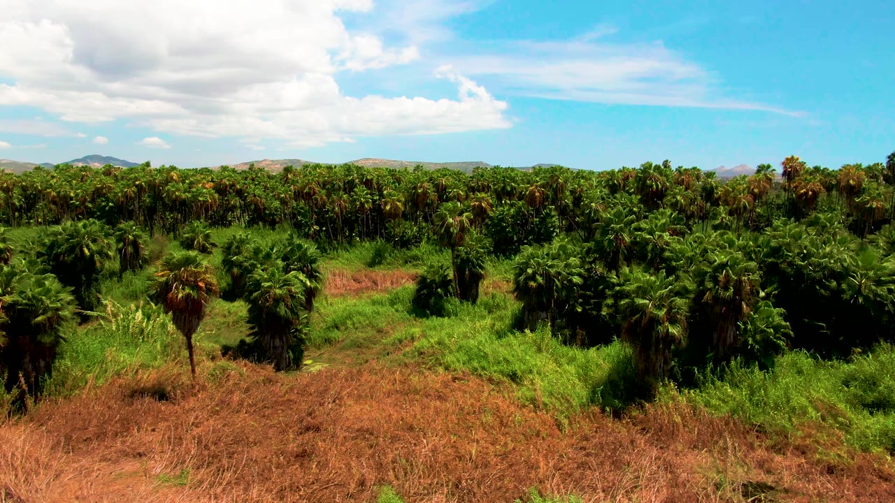Opening frame of a palm plantation in San Jose Del Cabo, Baja California Sur, with brown foreground grass, dense green palms, distant hills, blue sky, and no visible people.