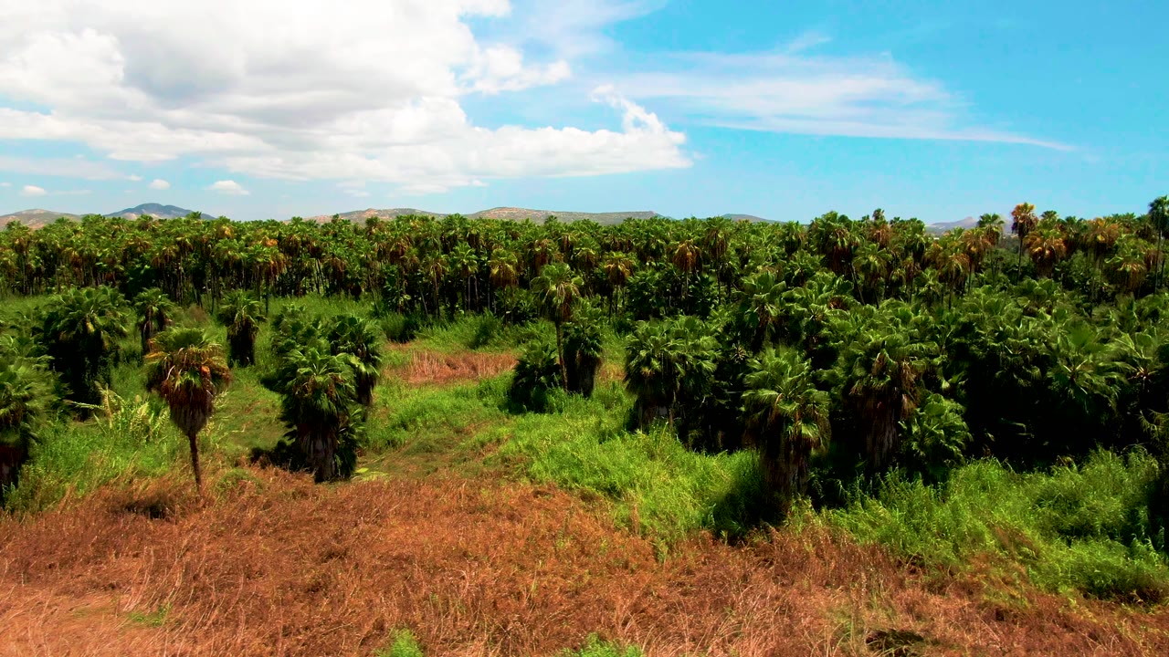 Early frame from San Jose Del Cabo showing thick palm rows across the field, reddish-brown grasses in the foreground, low hills in back, and no visible people.
