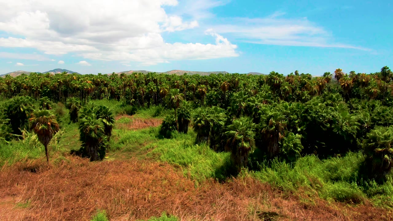 Mid-early view of the San Jose Del Cabo plantation with the tree rows stretching across the frame, a patch of bright green ground cover near the front, and no visible people.