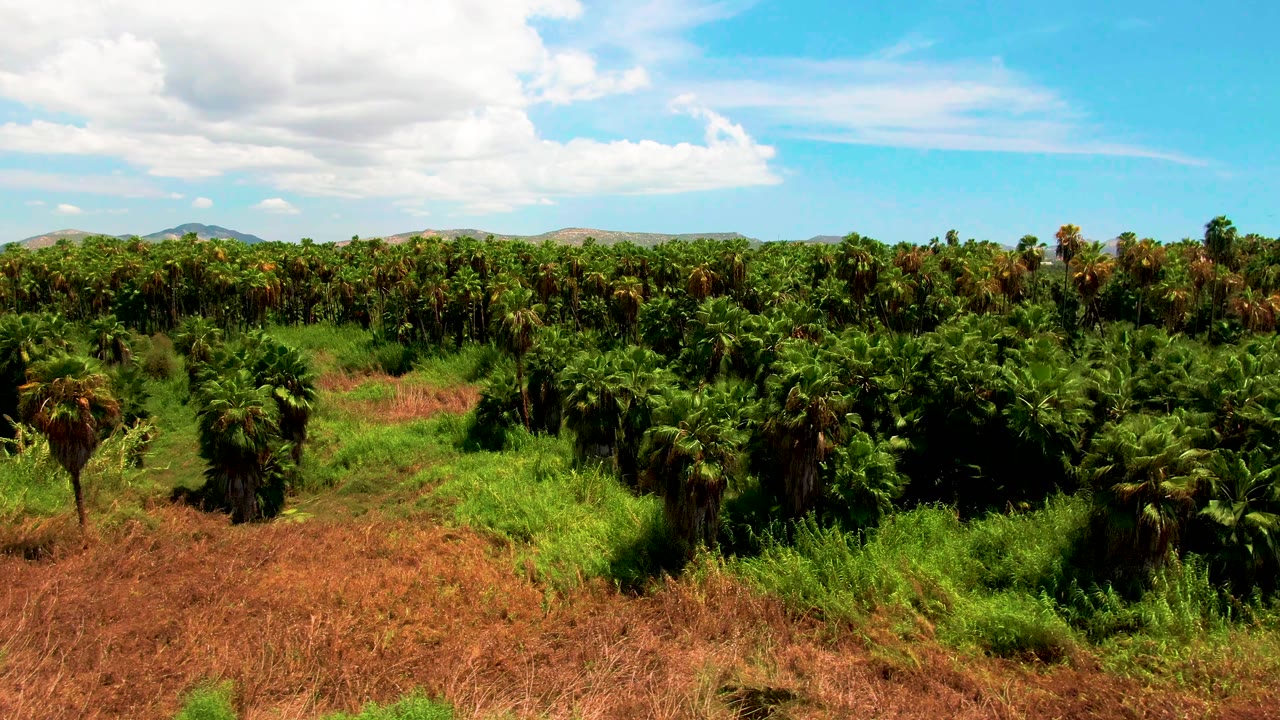 Aerial-style view across palm rows with mountains in the distance.