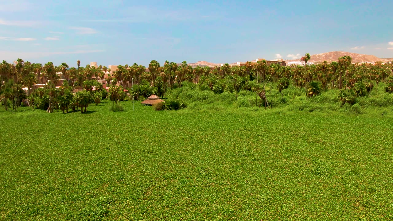 Opening frame of a green agricultural field in San Jose del Cabo with a palm-lined background, small hut at left-center, distant mountains, blue sky, and no visible people.