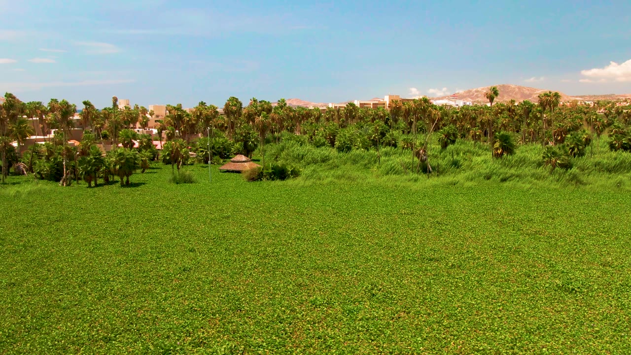 Third frame keeps the green crop field dominant in San Jose del Cabo, with a dense palm grove, hut near the midground, pale mountains, bright clouds, and no visible people.