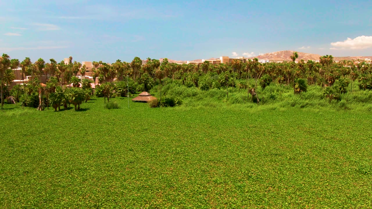 Wide rural field with palm trees, small hut, vegetation, and distant hills.