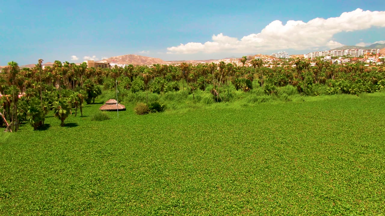 Wide green field with palms, a small hut, distant buildings, hills, and blue sky.