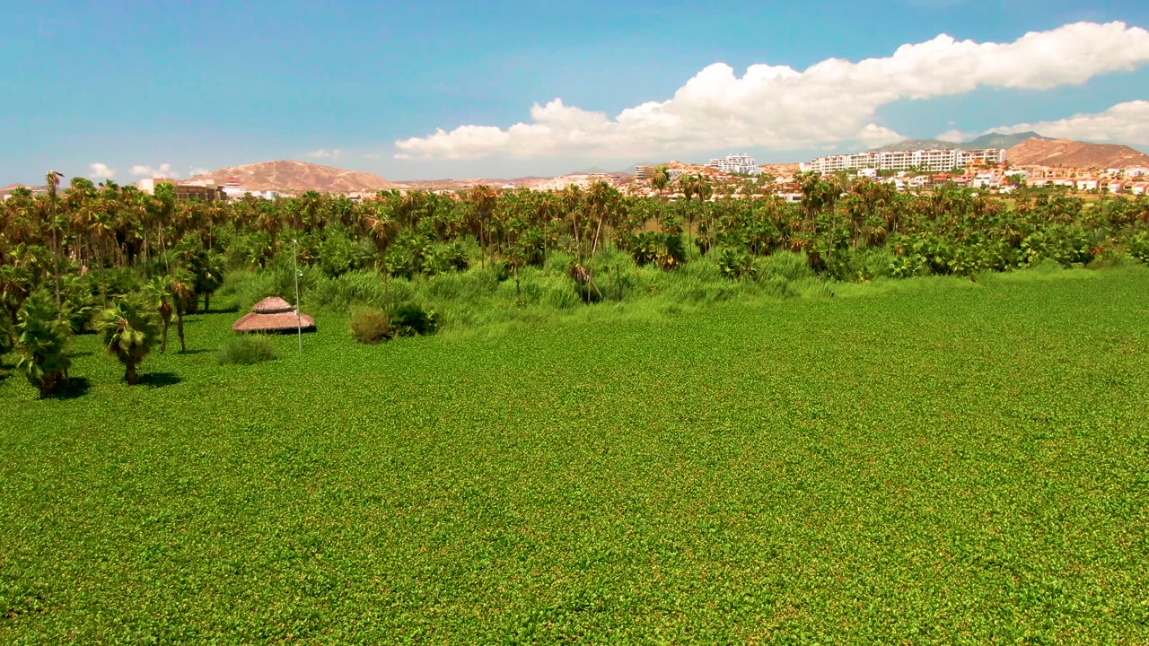 Mid-pan frame of San Jose del Cabo vegetation with the hut farther left, dense palms through the center, distant buildings below hills, and no visible people.