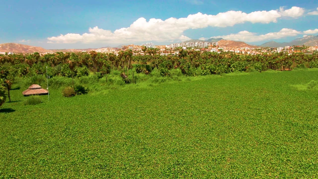 Wide aerial frame in San Jose Del Cabo showing a dense green field, a thatched hut near the lower left, palm trees, distant buildings, mountains, blue sky, white clouds, and no visible people.