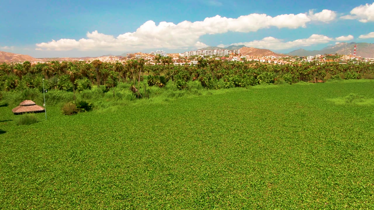 San Jose Del Cabo aerial view with thick green foreground vegetation, a small thatched hut left of center, palm tree line, pale buildings on the horizon, mountains, and no visible people.