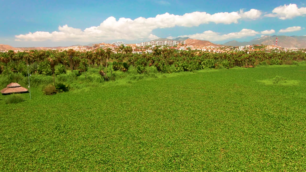 Wide frame from San Jose Del Cabo with a broad green field in front, palm trees across the midground, distant buildings and mountains beyond, scattered white clouds, and no visible people.